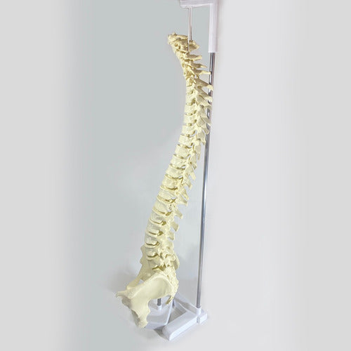 3D Printed Life-Size Spine + Real-Size Pelvis 1