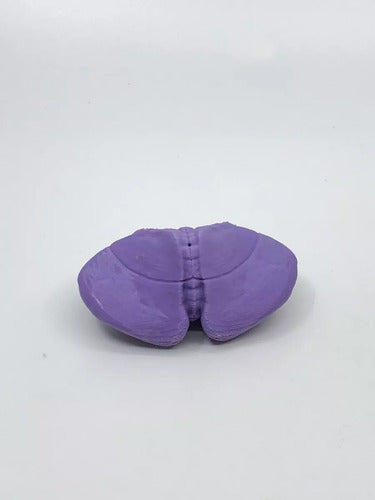3D Printed Cerebellum Anatomy Model - Violet Color - Real Dimensions - Available Stock 2