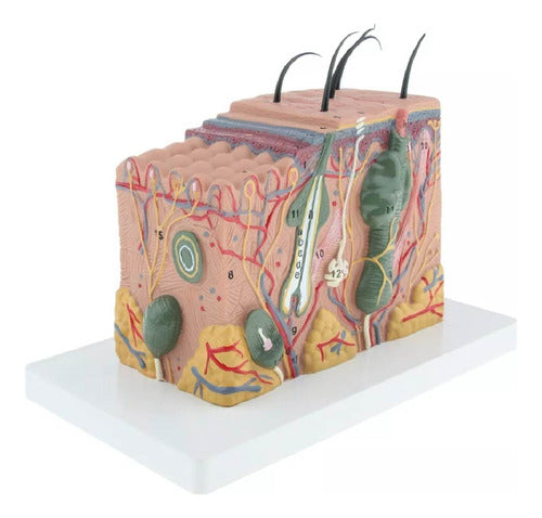 35x Enlarged Human Skin Model - Dermatology Anatomy 3D Educational Tool 0