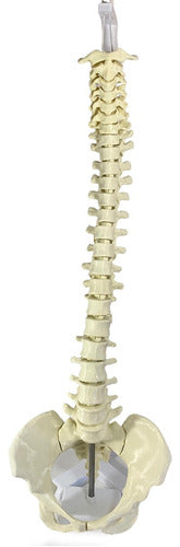3D Printed Life-Size Spine + Real-Size Pelvis 0