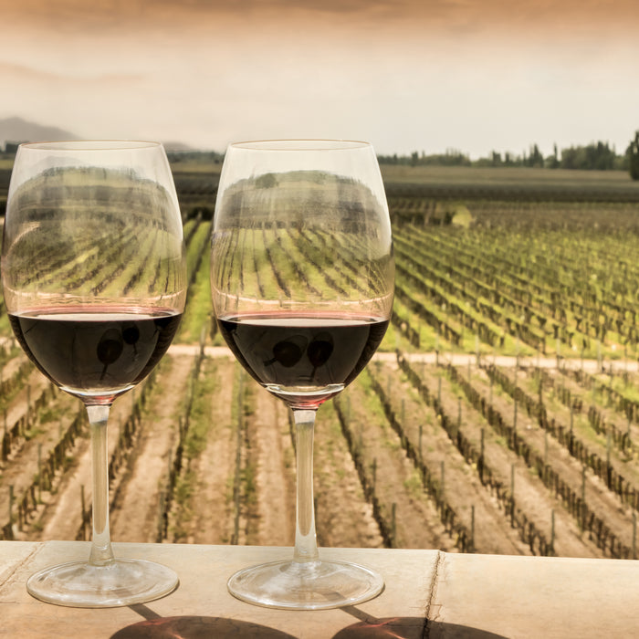 Explore the Famous Wine Routes of Mendoza, Argentina, and Carmelo, Uruguay.