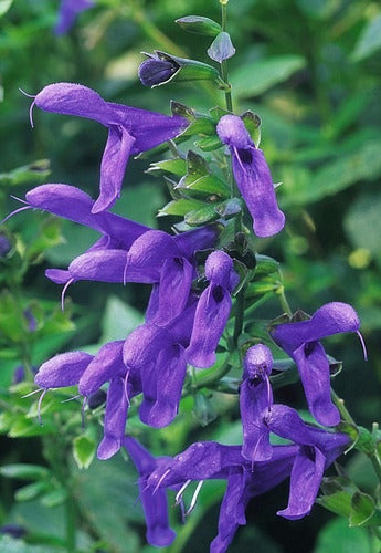 Salvia Azul Salvia Guaranitica Planta Nativa Atrae Colibríes 1