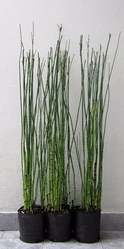 Ohana Arte Natural Equisetum Cola De Caballo Envase De 4 Litros 4