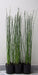 Ohana Arte Natural Equisetum Cola De Caballo Envase De 4 Litros 4