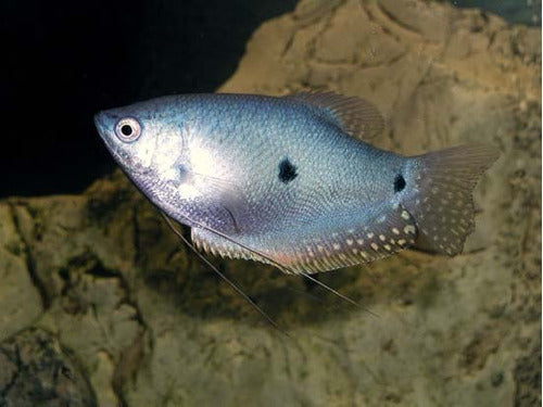 Tricho Azul Surtido Elegi Por Mundo Acuatico 1