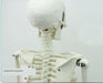 Educational Material - Mini Skeleton 85cm in Height 3