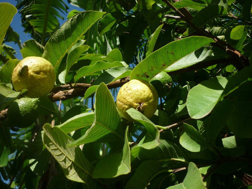 Guayaba Pulpa Rosada Y Tailandesa Pulpa Blanca Plantas Trop. 3