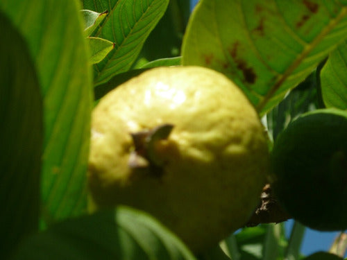 Guayaba Pulpa Rosada Y Tailandesa Pulpa Blanca Plantas Trop. 1