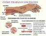 Iman , Esferas, Magnetoterapia,energía,imanes Terapeuticos, 3