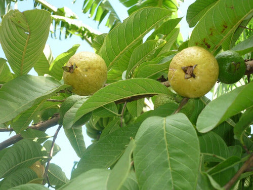 Guayaba Pulpa Rosada Y Tailandesa Pulpa Blanca Plantas Trop. 0