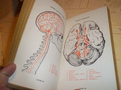 Asi Es El Cuerpo Humano - Dra Edith E. Sproul  Dr Villanueva 2