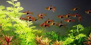 Mundo Acuatico Rasbora Surtida Chica Promo 1