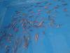 Peces Carpas Koi Brillantes, Veliferas 5 Cm 2