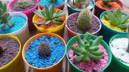 Mini Cactus Y Suculentas - Souvenirs 2