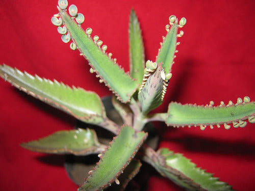 Kalanchoe Daigremontiana - 12 Plantines- 0