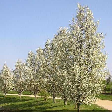 Peral De Flor - Pyrus Calleriana Chanticleer - Cañuelas 0