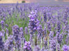 200 Lavender Vera Scented Seeds - Lavandula Vera 3