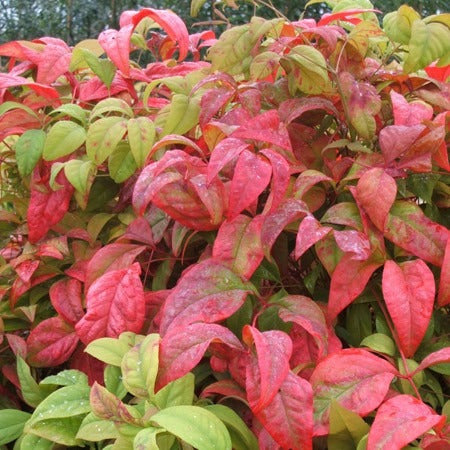 Nandina Firepower Por Mayor Y Menor 1