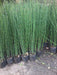 Ohana Arte Natural Equisetum Cola De Caballo Envase De 4 Litros 2