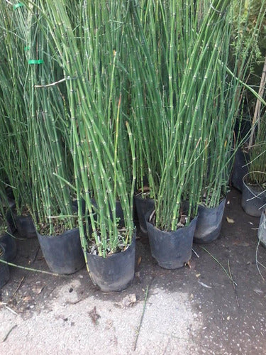 Ohana Arte Natural Equisetum Cola De Caballo Envase De 4 Litros 3