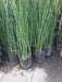 Ohana Arte Natural Equisetum Cola De Caballo Envase De 4 Litros 3