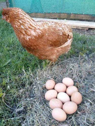 10 Kg Ración Recria Pollos Pollas Gallinas Canaritas Gallos 0