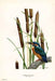 Martin Pescador - Axel Amuchastegui 1959 Aves Lámina 45x30cm 0