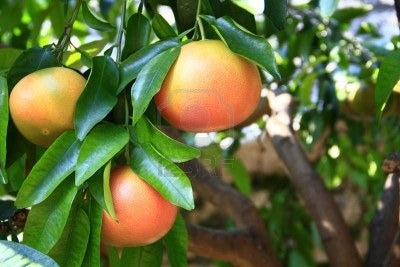 Arbol De Pomelos, Naranja, Citricos, Limoneros, Mandarina!!! 3