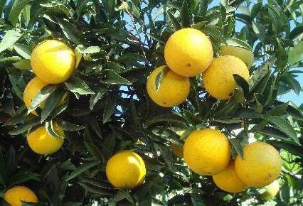 Arbol De Pomelos, Naranja, Citricos, Limoneros, Mandarina!!! 2