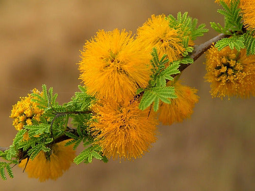 Espinillo Aromito Acacia Caven Árbol Nativo 1