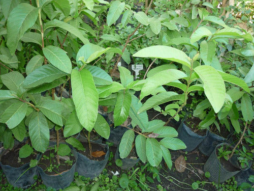 Guayaba Pulpa Rosada Y Tailandesa Pulpa Blanca Plantas Trop. 5