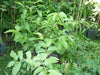 Guayaba Pulpa Rosada Y Tailandesa Pulpa Blanca Plantas Trop. 4