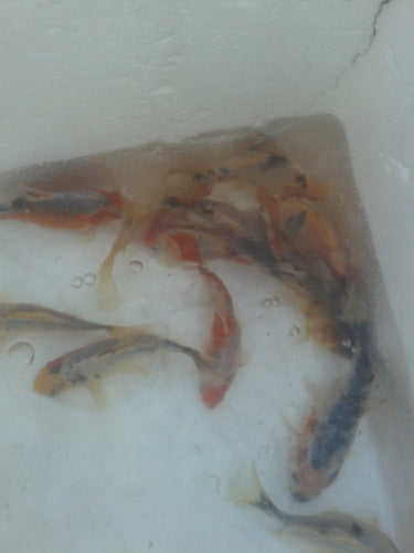 Peces Carpas Koi Brillantes, Veliferas 5 Cm 3