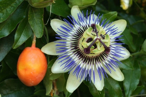 Mburucuyá Pasionaria Passiflora Caerulea Atrae Mariposas 1