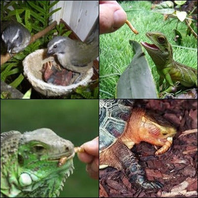 Tenébrio Gigante!!! (larvas Jovens) 50 Unidades Frete Grátis 2