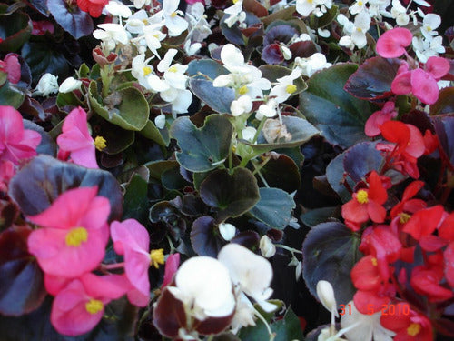 Flor De Azucar! Para Su Jardin, Hermosa Planta 0