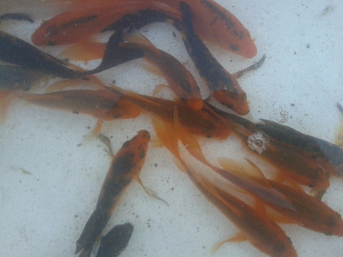 Brilliant Koi Carp Fish, Velifera 4 Cm 3