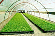 Parque Eden Thermal Nylon for Greenhouse with UV Filter 5m x 2.20m 2