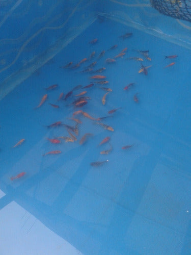 Peces Carpas Koi Brillantes, Veliferas 5 Cm 5