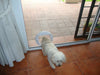 ZooPuertas - Pet Door for Dogs and Cats 2