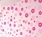 Vinilos GVS: Decorative Wall and Window Flowers Vinyls for Spring 3