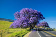 Vivero Simón Jacaranda Plants 1.2 Mts 5