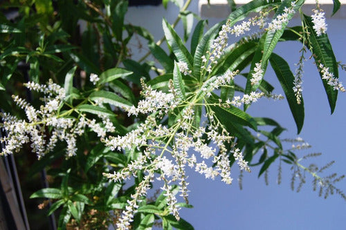 Planta De Cedron Aloysia Citriodora 0