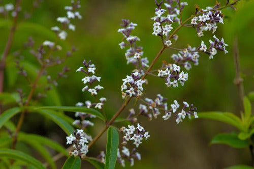 Planta De Cedron Aloysia Citriodora 1