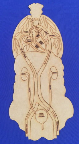 Rompecabezas De Anatomia Encastrable De Fibrofacil De 3 Mm 3