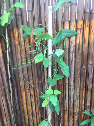 Tasi E04. Trepadora Nutricia De La Mariposa Monarca 1