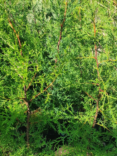 TROPICA Ciprés Lambertiana (Cupressus Macrocarpa) Cercos Por Mayor! 7