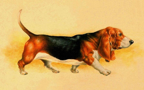 Perro Basset Hound - Mascotas - Animales - Lámina 45x30 Cm. 1