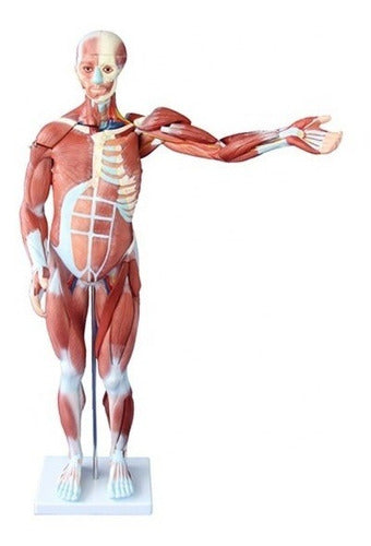 Anatomico Musculatura, Material Didactico, J3c319334 0