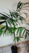 Chamadorea Brand Planta Palmera Chamadorea Bambú Maceta De Cultivo X7lts 5